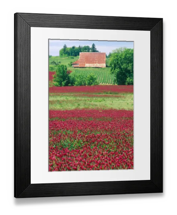 Framed Print : NA, USA, Oregon. Field of crimson clover and barn near Wilsonville Framed Print : NA, USA, Oregon. Field of crimson clover and barn near Wilsonville
