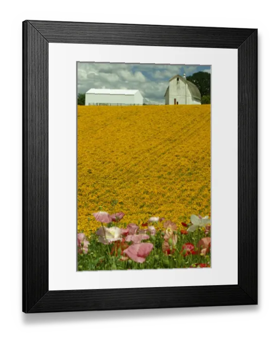 Framed Print : N. A. USA, Oregon, Marion County near Silverton. White barn with Shirley poppies Framed Print : N. A. USA, Oregon, Marion County near Silverton. White barn with Shirley poppies