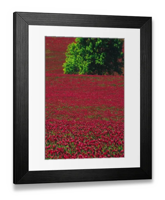 Framed Print : NA, USA, Oregon. Field of crimson clover near Wilsonville