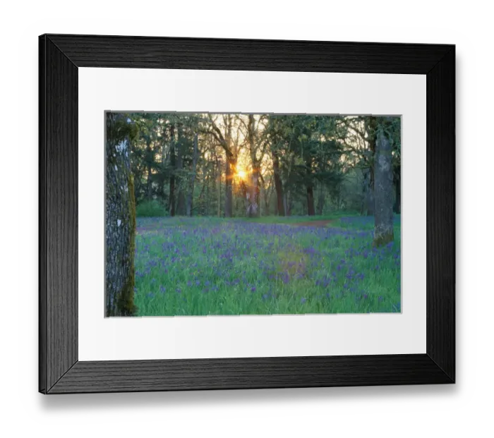 Framed Print : NA, USA, Oregon, Salem. Field of Camas Framed Print : NA, USA, Oregon, Salem. Field of Camas