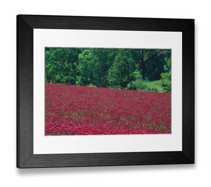 Framed Print : NA, USA, Oregon. Field of crimson clover near Wilsonville