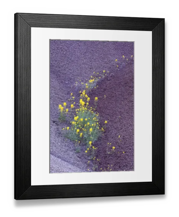 Framed Print : N. A. USA, Oregon, John Day Fossil Beds National Monument. Painted Hills with Chenactis Framed Print : N. A. USA, Oregon, John Day Fossil Beds National Monument. Painted Hills with Chenactis