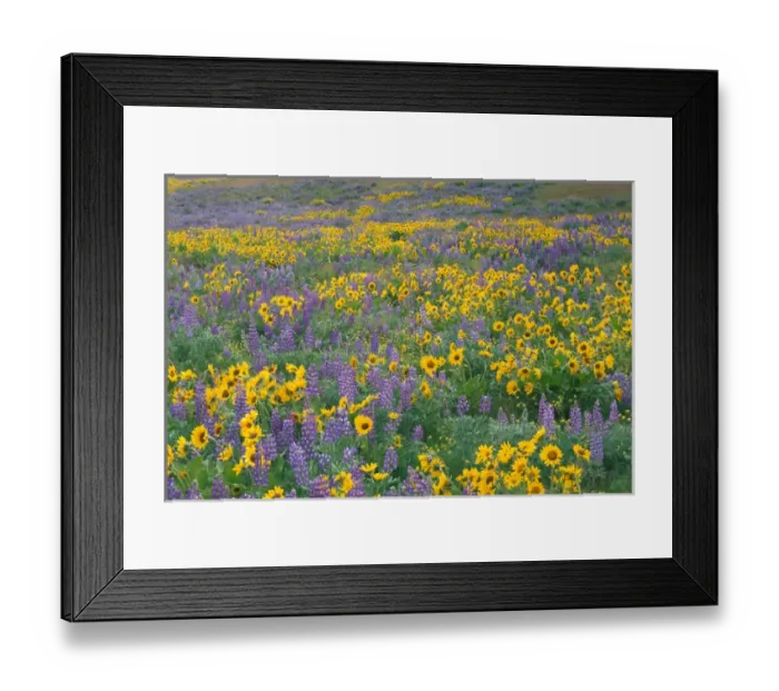 Framed Print : NA, USA, Oregon. Field of arrowleaf balsamroot and lupine Framed Print : NA, USA, Oregon. Field of arrowleaf balsamroot and lupine