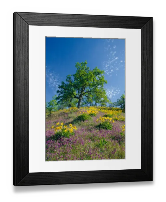 Framed Print : NA, USA, Oregon. Hillside of arrowleaf balsamroot and purple vetch with oak tree Framed Print : NA, USA, Oregon. Hillside of arrowleaf balsamroot and purple vetch with oak tree