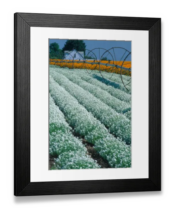 Framed Print : NA, USA, Oregon. Field of allysum and California poppies Framed Print : NA, USA, Oregon. Field of allysum and California poppies