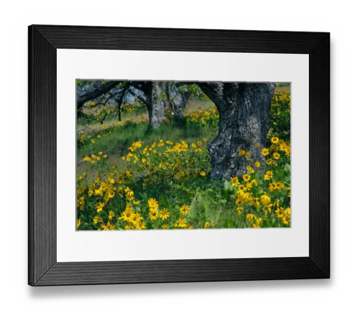 Framed Print : NA, USA, Oregon. Arrowleaf balsamroot and oak trees Framed Print : NA, USA, Oregon. Arrowleaf balsamroot and oak trees