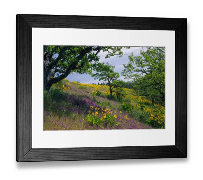 Framed Print : NA, USA, Oregon. Hillside of arrowleaf balsamroot and purple vetch