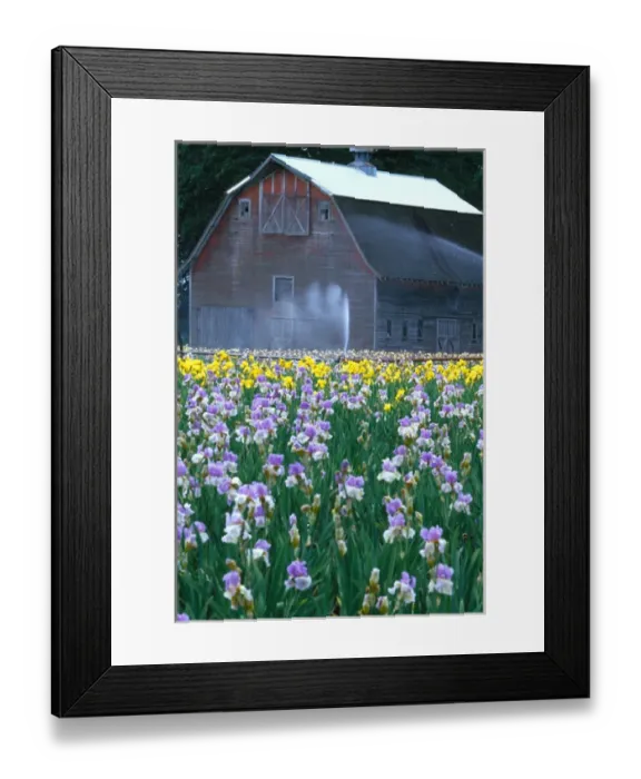 Framed Print : NA, USA, Oregon. Field of iris with barn Framed Print : NA, USA, Oregon. Field of iris with barn