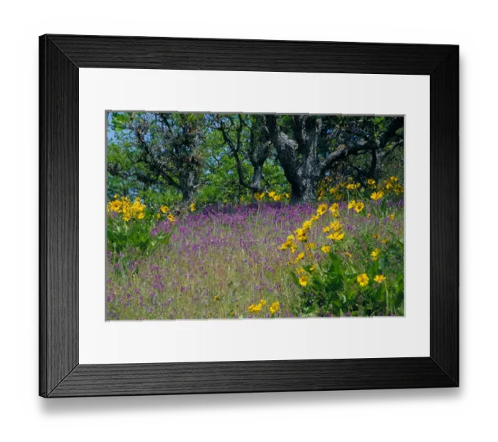 Framed Print : NA, USA, Oregon. Hillside of arrowleaf balsamroot and purple vetch with oak trees Framed Print : NA, USA, Oregon. Hillside of arrowleaf balsamroot and purple vetch with oak trees