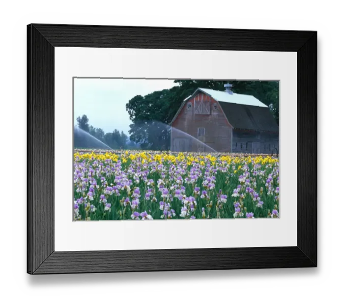Framed Print : NA, USA, Oregon. Field of iris with barn Framed Print : NA, USA, Oregon. Field of iris with barn