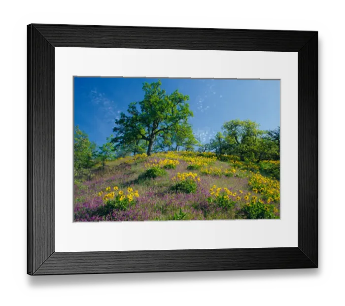 Framed Print : NA, USA, Oregon. Hillside of arrowleaf balsamroot and purple vetch with oak trees Framed Print : NA, USA, Oregon. Hillside of arrowleaf balsamroot and purple vetch with oak trees