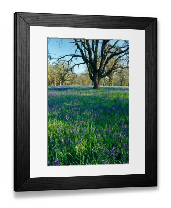 Framed Print : NA, USA, Oregon, Salem. Field of camas and oak trees Framed Print : NA, USA, Oregon, Salem. Field of camas and oak trees