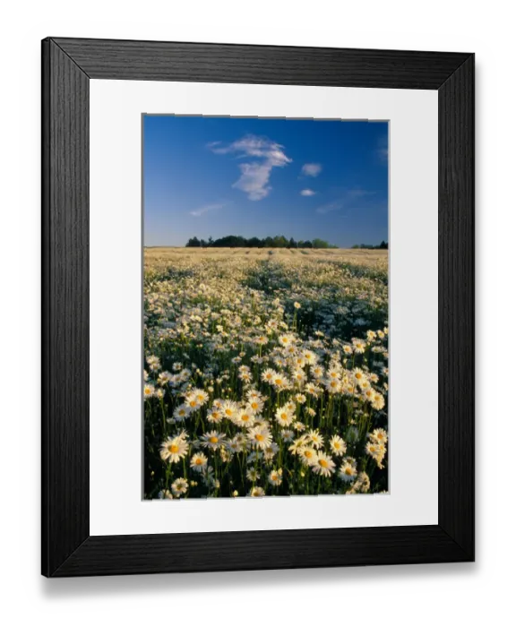 Framed Print : NA, USA, Oregon. Field of daisies in evening light
