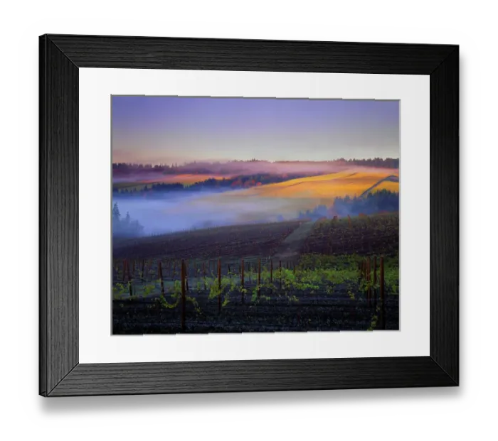 Framed Print : Morning fog over Vineyards in Red Hills above Dundee, Oregon Framed Print : Morning fog over Vineyards in Red Hills above Dundee, Oregon
