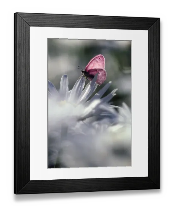 Framed Print : White butterfly on white Shasta Daiseys Framed Print : White butterfly on white Shasta Daiseys