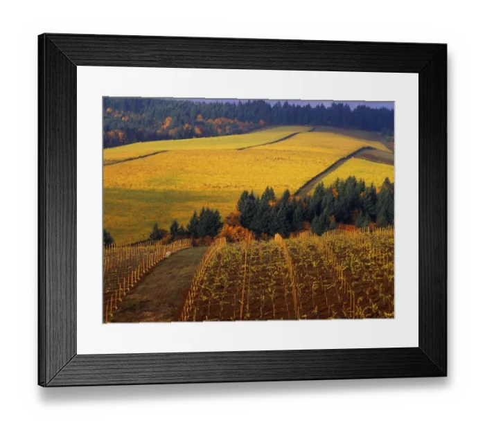 Framed Print : Fall colors in vineyards of the Red Hills above Dundee, Oregon Framed Print : Fall colors in vineyards of the Red Hills above Dundee, Oregon