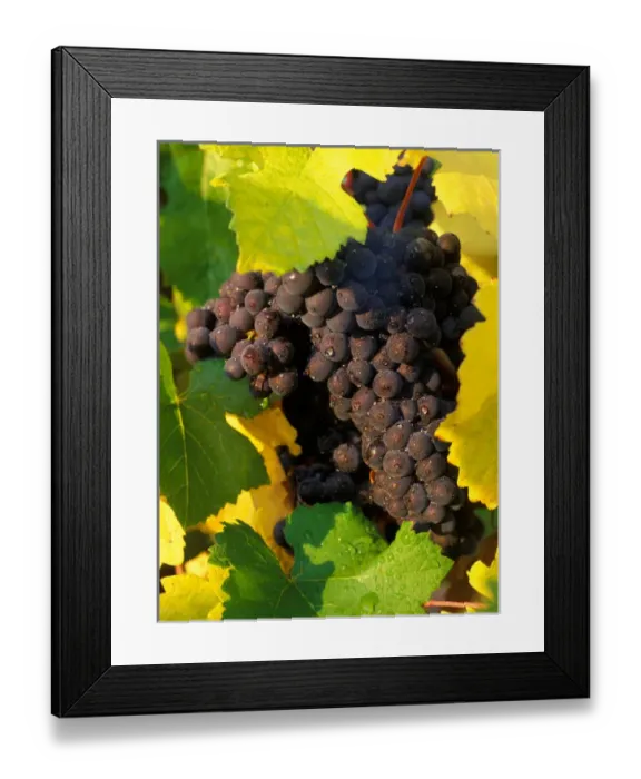 Framed Print : Pinot Noir grapes ready to be harvested in the Fall in vineyard near Sherwood, Oregon