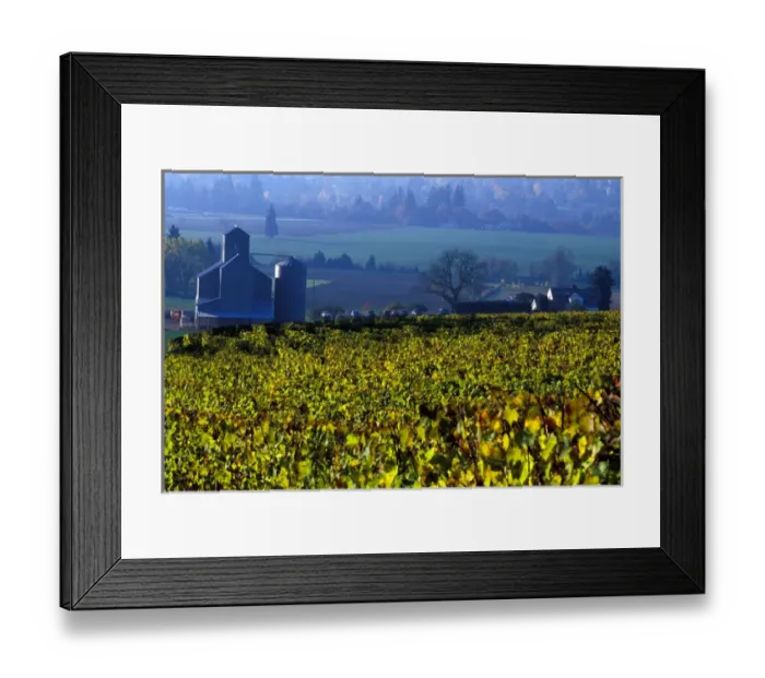 Framed Print : The early morning rays play across the leave of the grape vines, Willamette Valley Framed Print : The early morning rays play across the leave of the grape vines, Willamette Valley