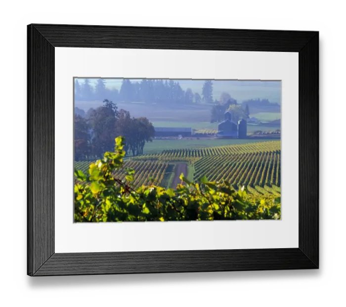 Framed Print : The early morning rays play across the leaves of grape vines in a Willamette Valley vineyard Framed Print : The early morning rays play across the leaves of grape vines in a Willamette Valley vineyard