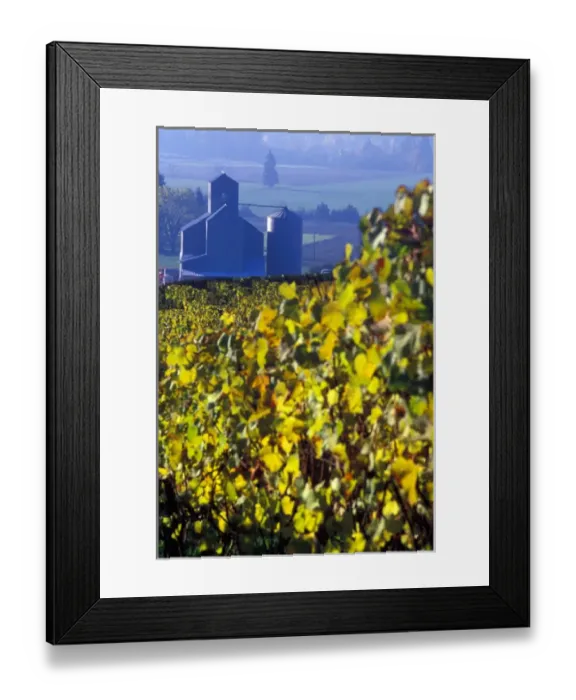Framed Print : The early morning rays play across the leaves of grape vines in a Willamette Valley vineyard Framed Print : The early morning rays play across the leaves of grape vines in a Willamette Valley vineyard