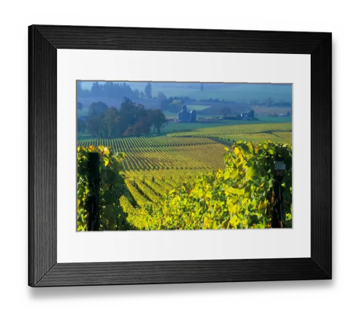 Framed Print : The early morning rays play across the leave of the grape vines, Willamette Valley Framed Print : The early morning rays play across the leave of the grape vines, Willamette Valley