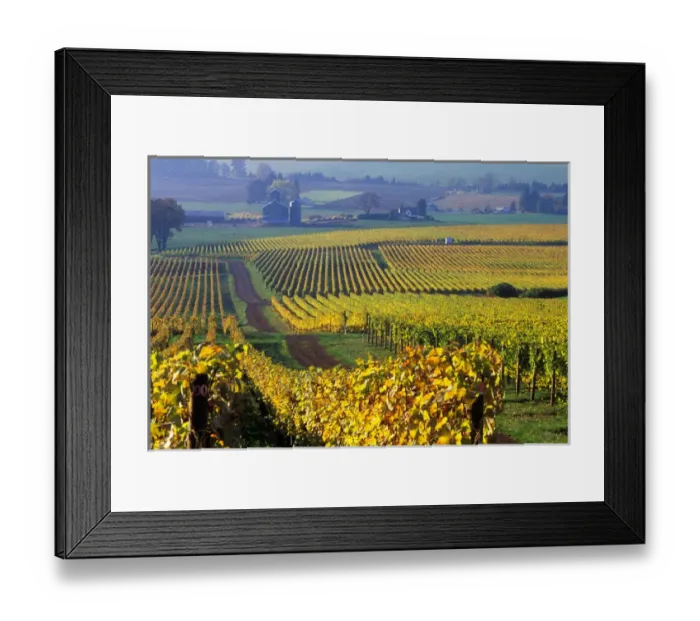 Framed Print : The early Fall morning over Stoller vineyard in a Willamette Valley near Dundee Framed Print : The early Fall morning over Stoller vineyard in a Willamette Valley near Dundee