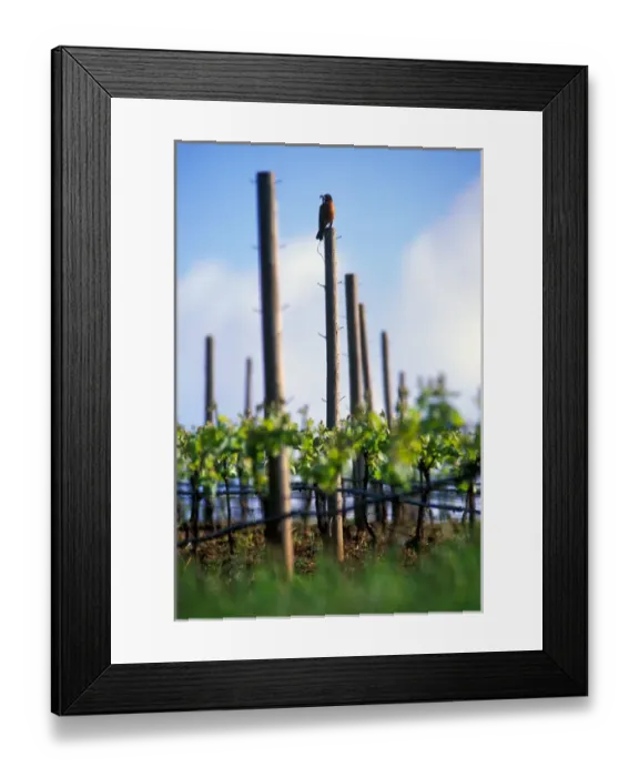Framed Print : USA, Oregon, Robin sitting on a post with his breakfast in a Willamette valley vineyard Framed Print : USA, Oregon, Robin sitting on a post with his breakfast in a Willamette valley vineyard