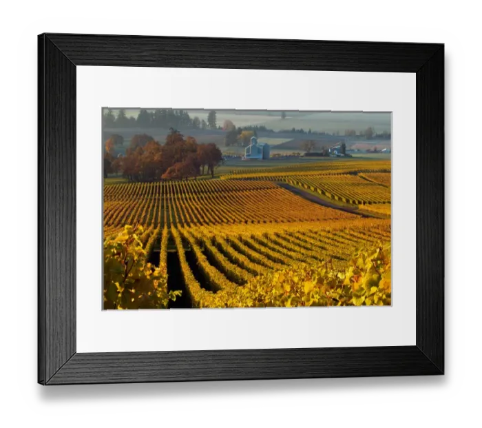 Framed Print : USA, Oregon, Morning light on the autumn leaves of the Stoller Vineyards, near Dundee