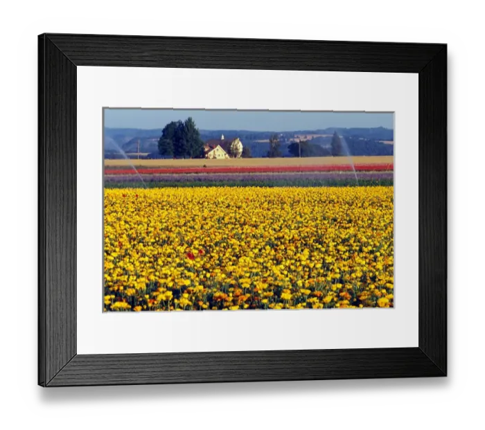 Framed Print : USA, Oregon, Watering the Tulips in the Willamette Valley Framed Print : USA, Oregon, Watering the Tulips in the Willamette Valley