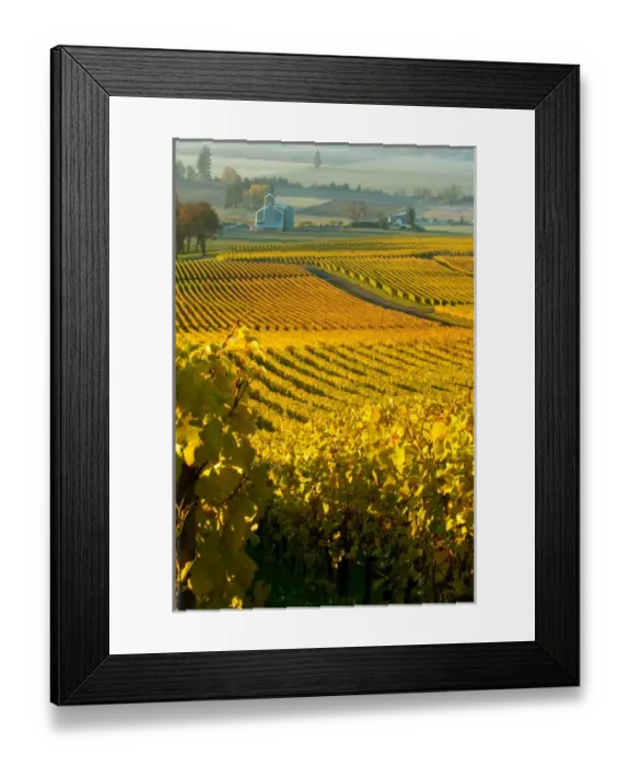 Framed Print : USA, Oregon, Morning light across the vines at Stoller Vineyards in the Willamette Valley Framed Print : USA, Oregon, Morning light across the vines at Stoller Vineyards in the Willamette Valley