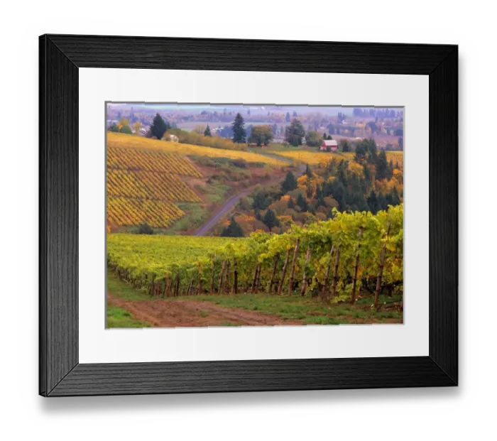 Framed Print : USA, Oregon, Dirt road along acres of vines at Knutson vineyard, near Dundee in Framed Print : USA, Oregon, Dirt road along acres of vines at Knutson vineyard, near Dundee in