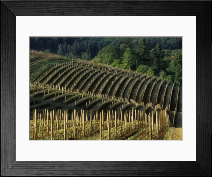 Framed Print : Early morning over rolling hills of vineyards in Red Hills above Dundee, Oregon Framed Print : Early morning over rolling hills of vineyards in Red Hills above Dundee, Oregon