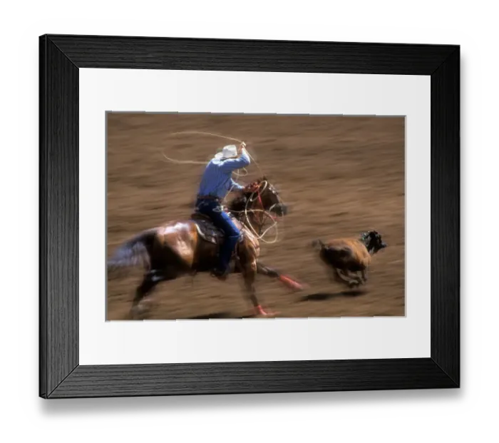 Framed Print : A cowboy swings a lasso, ready to rope a calf at high speed in the St. Paul Rodeo Framed Print : A cowboy swings a lasso, ready to rope a calf at high speed in the St. Paul Rodeo