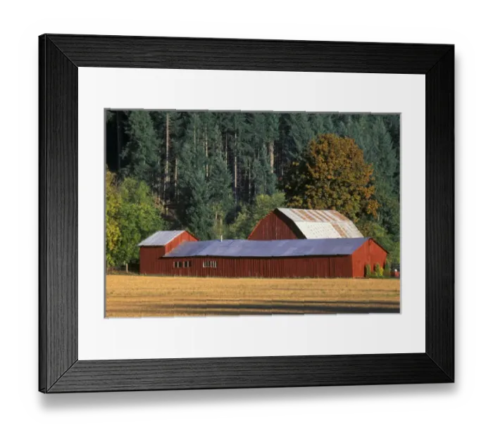 Framed Print : Long red wooden barn with golden yellow grass field and tall Douglas firs on Framed Print : Long red wooden barn with golden yellow grass field and tall Douglas firs on