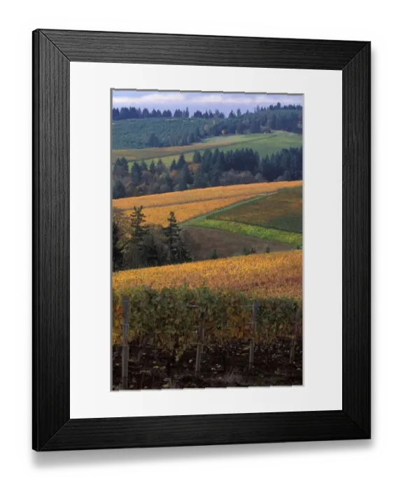 Framed Print : Patch work quilt of fall colors of Knutsen vineyard from Bella Vida Vineyards in