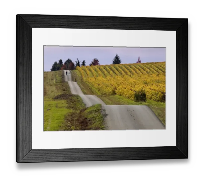 Framed Print : A couple walk the undulating road next to a fall-colored vineyards at King Estate Framed Print : A couple walk the undulating road next to a fall-colored vineyards at King Estate