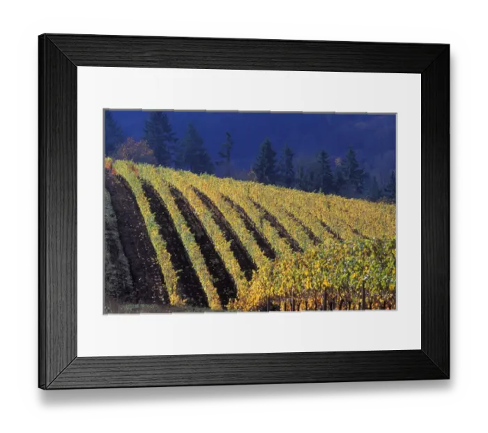 Framed Print : Rows of fall colored vines of Bella Vida vineyard roll over the Red Hills above Dundee Framed Print : Rows of fall colored vines of Bella Vida vineyard roll over the Red Hills above Dundee