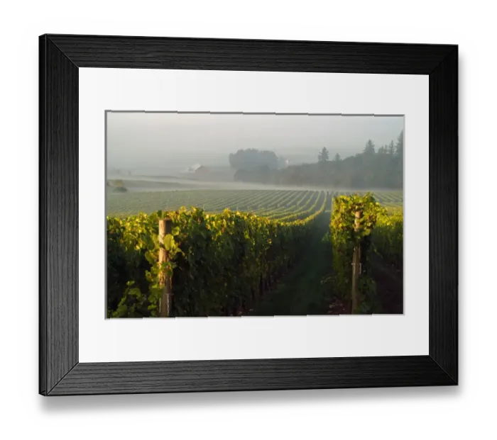 Framed Print : Straight rows of the vines at Stoler Vineyards in Willamette Valley Wine Country