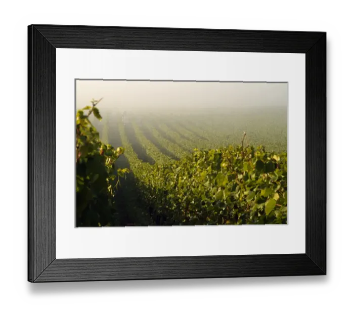Framed Print : Workers at Stoler Vineyards get an early start on harvest day in Oregons Willamette Framed Print : Workers at Stoler Vineyards get an early start on harvest day in Oregons Willamette