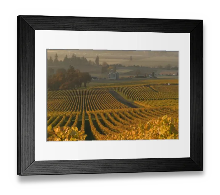 Framed Print : The fall colored straight rows of the vines lead the eye to the barn at Stoler Vineyards