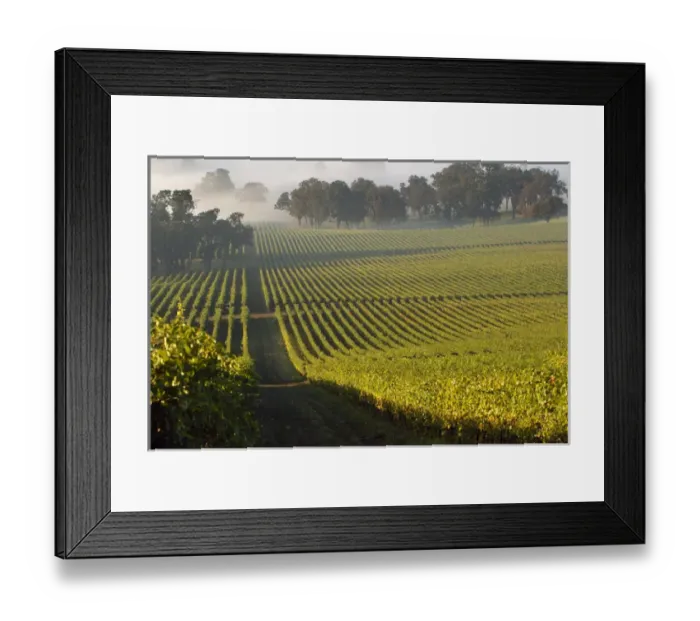 Framed Print : The early morning light dances across the grapeleaves that cling to the vines Framed Print : The early morning light dances across the grapeleaves that cling to the vines