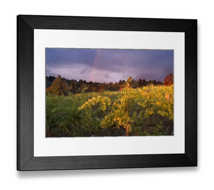 Framed Print : Rainbow in stormy sky over vineyard spotlighted with bright sun in Willamette Valley