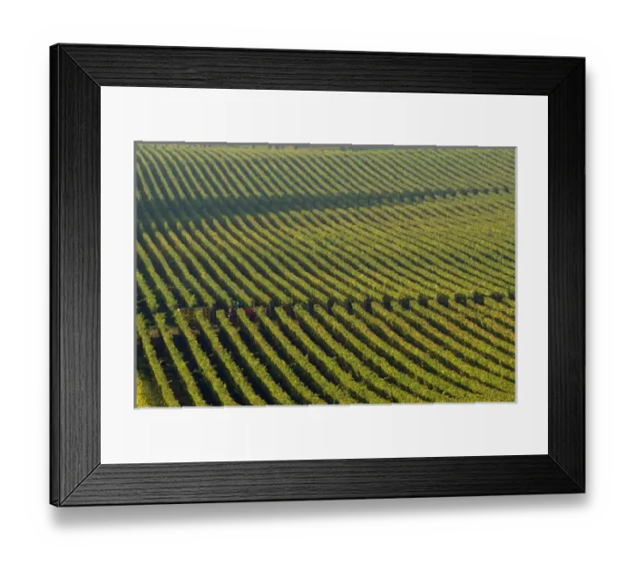 Framed Print : A red tractor seems hidden among the straight green rows of vines at the Stoler Vineyards