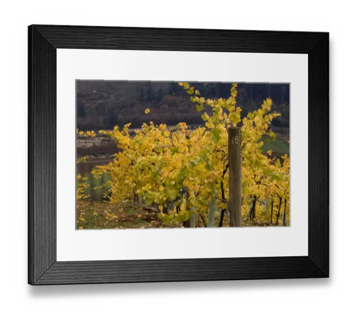 Framed Print : Fall colored vineyard at Willamette Valley Vineyards in the Willamette Valley near Turner Framed Print : Fall colored vineyard at Willamette Valley Vineyards in the Willamette Valley near Turner