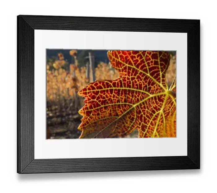 Framed Print : Close up of fall-colored Pinot Noir leaves with Knudsen vineyards in the background Framed Print : Close up of fall-colored Pinot Noir leaves with Knudsen vineyards in the background