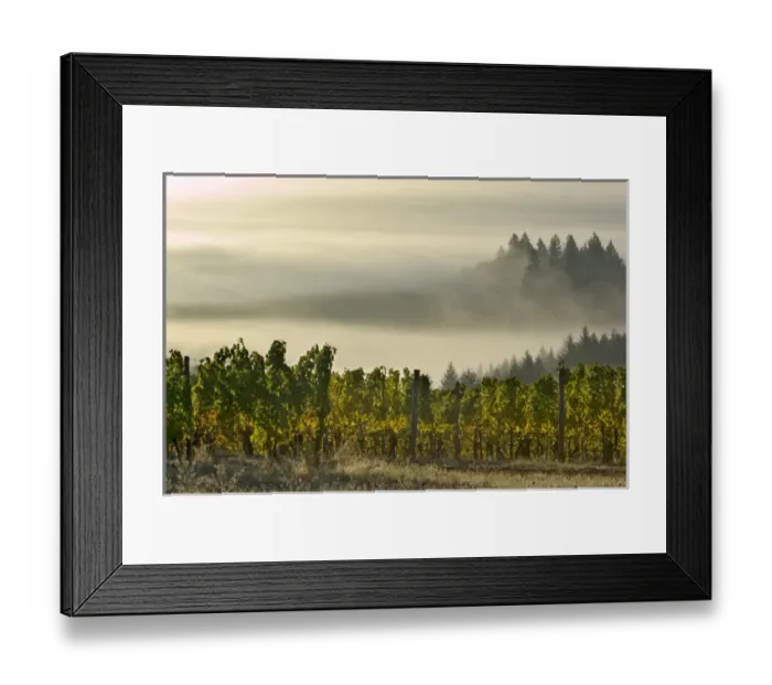 Framed Print : Fog pools in the Willamette Valley with Douglas firs poking out as seen from Maresh