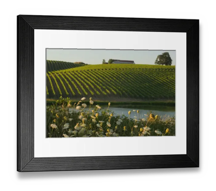 Framed Print : Straight rows of riesling vines roll up hills at Montinore Estate Vineyards near Forest Grove
