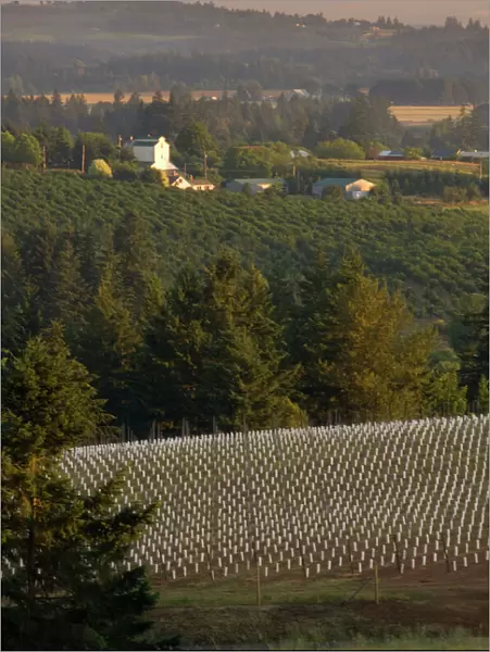 Five different Pinot Noir clones make up this newly-planted Ponzi vineyard on Mountain