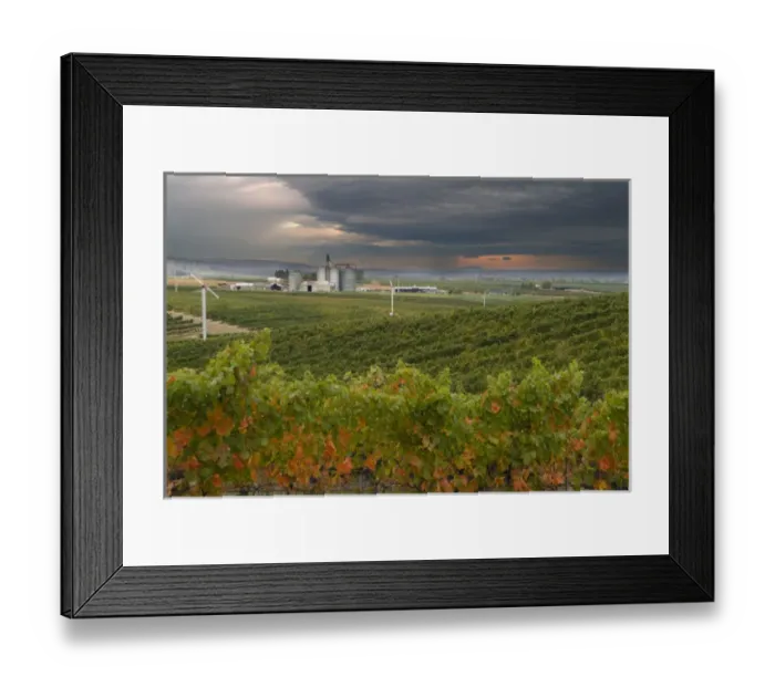 Framed Print : North America, USA, Oregon, Milton Freewater. Seven Hills Vineyard Framed Print : North America, USA, Oregon, Milton Freewater. Seven Hills Vineyard