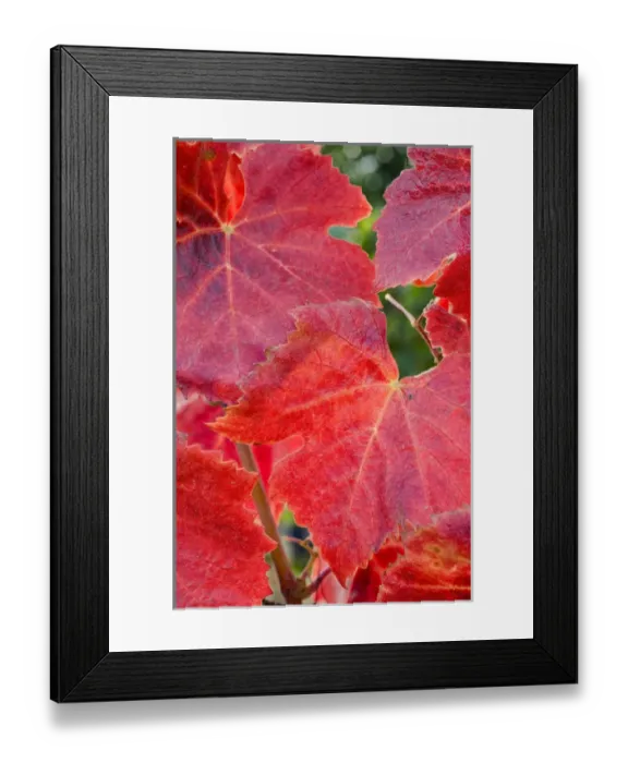 Framed Print : Fall-colored Pinot noir red leaves in the Maresh Red Hills vineyard, Yamhill County